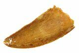 Serrated Raptor Tooth - Real Dinosaur Tooth #297527-1
